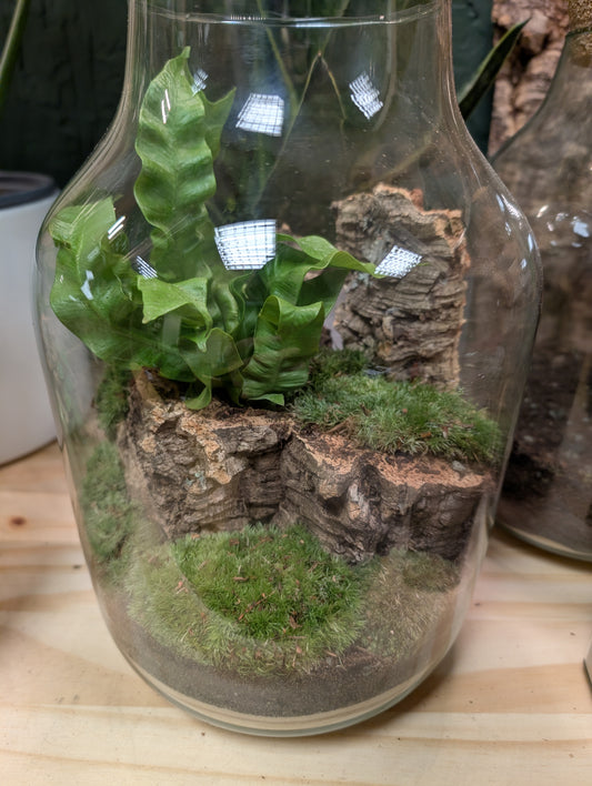 Large Ready-made Terrarium - 'Ragnar'