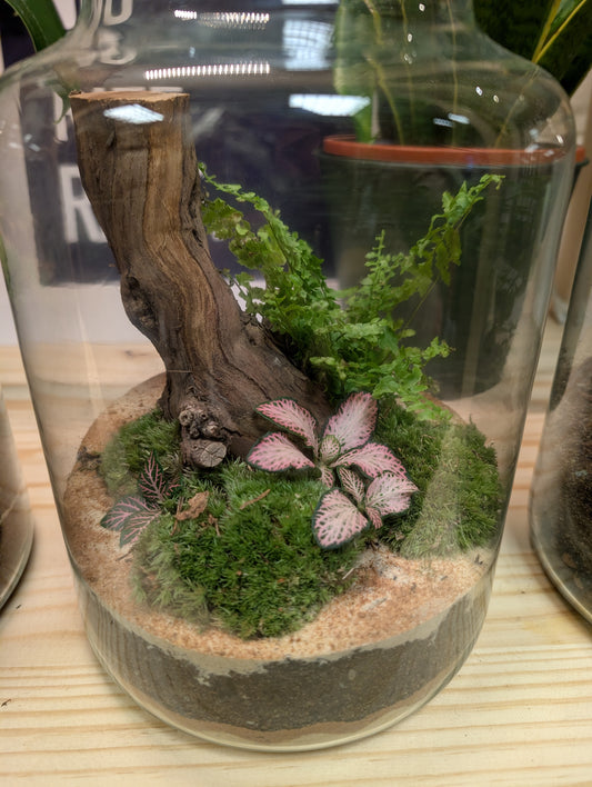 Large Ready-made Terrarium - 'Olive'