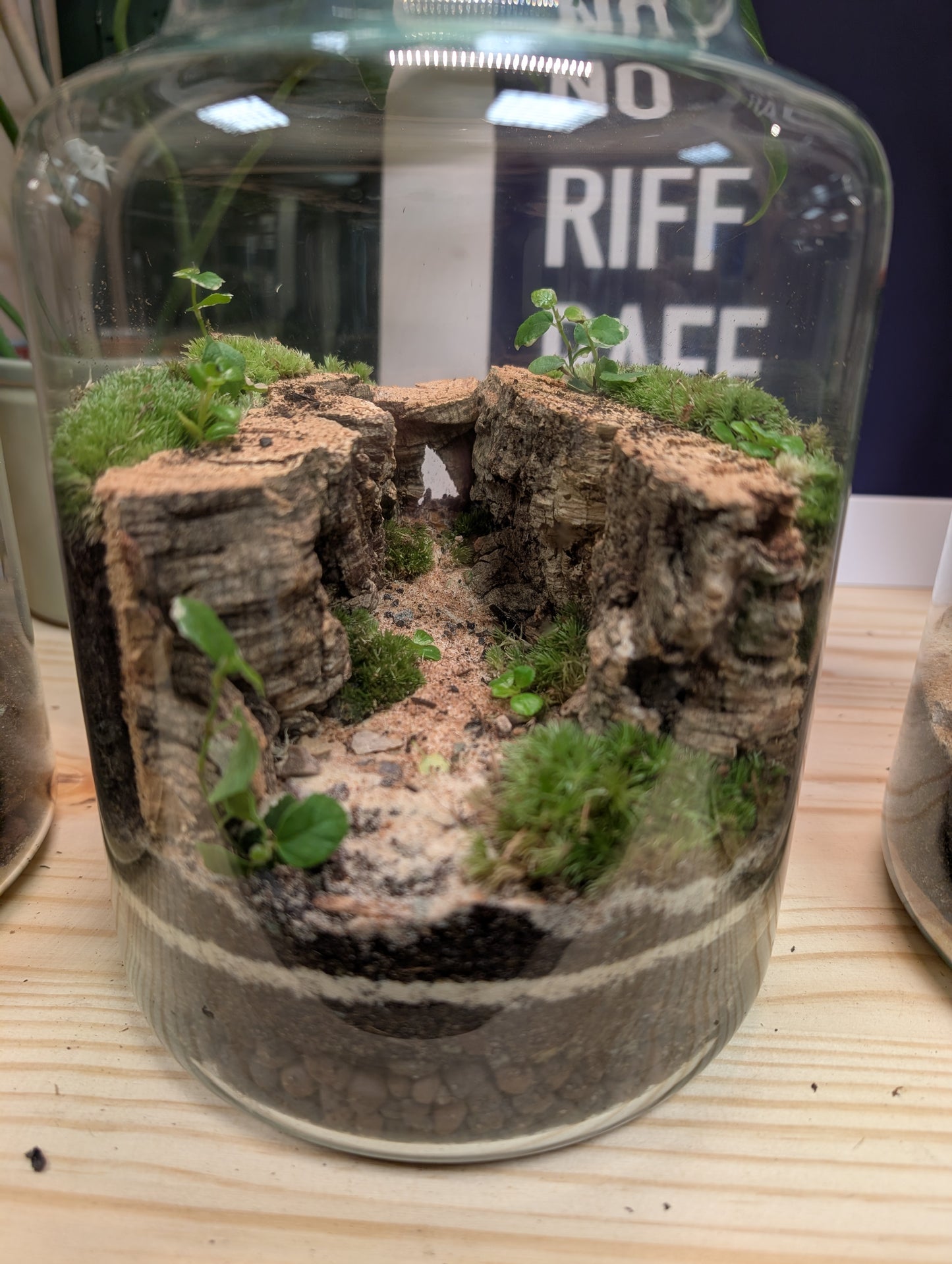 Large Ready-made Terrarium - 'Feyre'