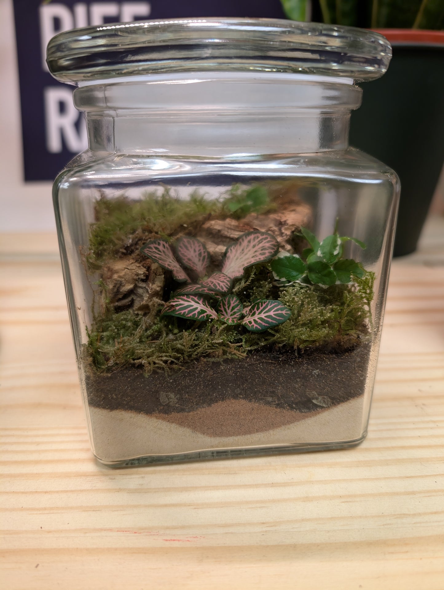 Small Ready-made Terrarium - 'Scott'