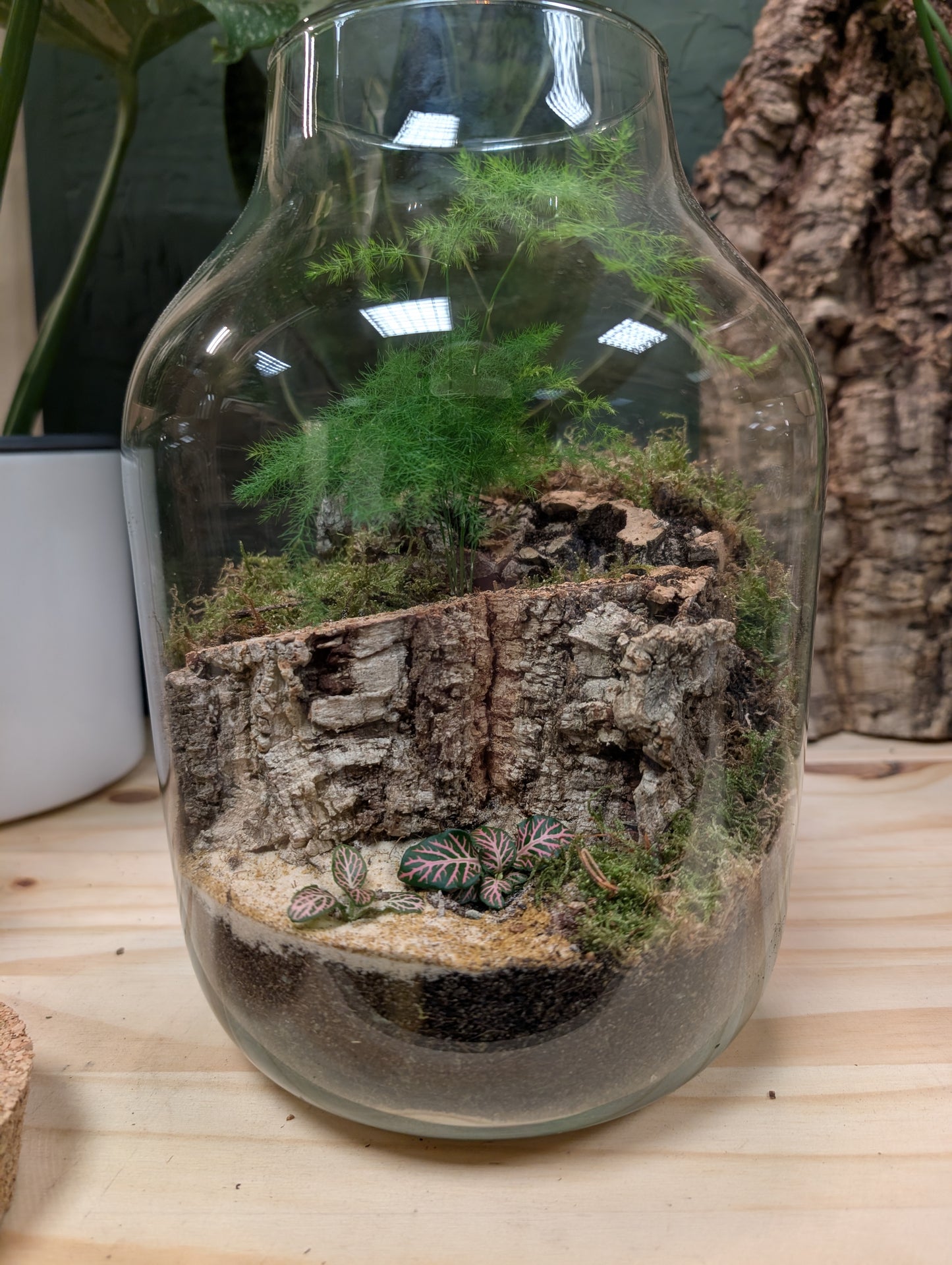 Large Ready-made Terrarium - 'Emerald'