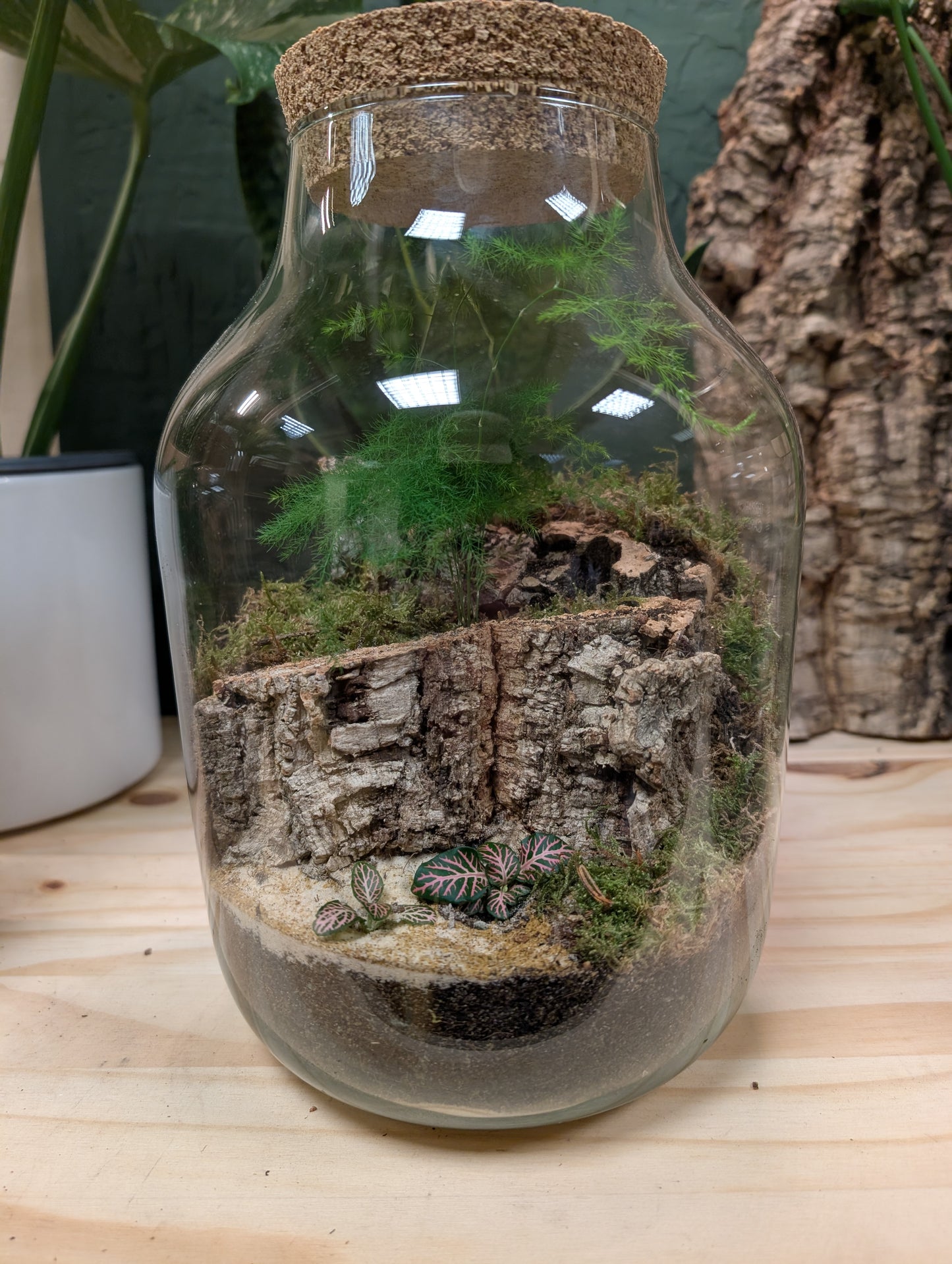 Large Ready-made Terrarium - 'Emerald'