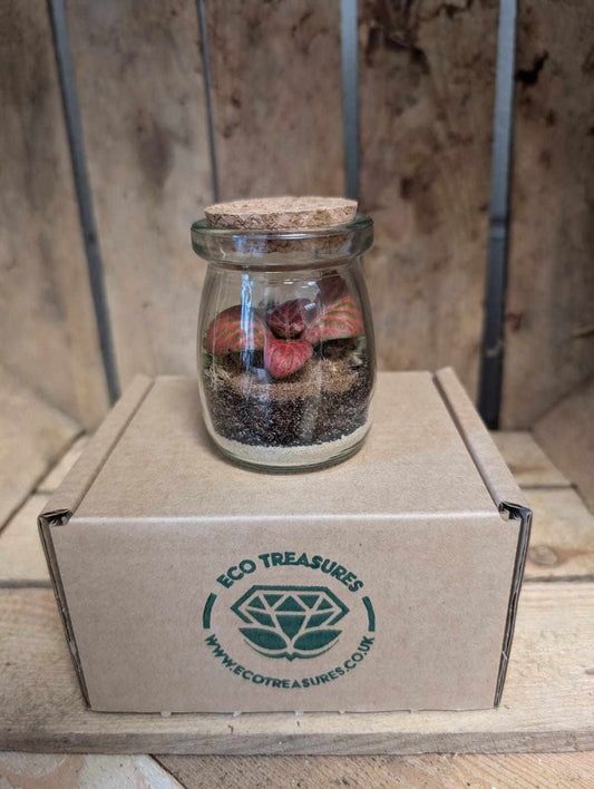 Small Ready-made Terrarium - 'Roger'