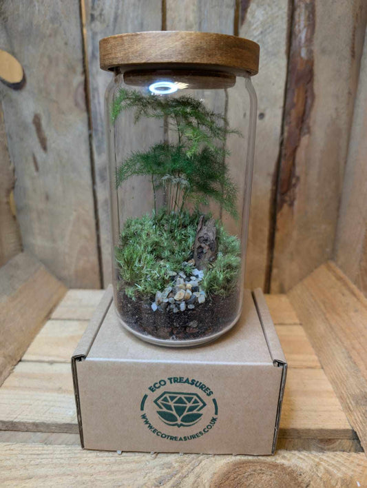 Medium Ready-made Terrarium - 'Angelica'