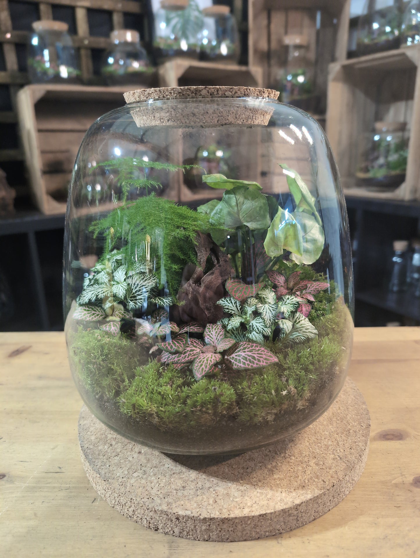 Ready-made Terrarium – Hannah Jar
