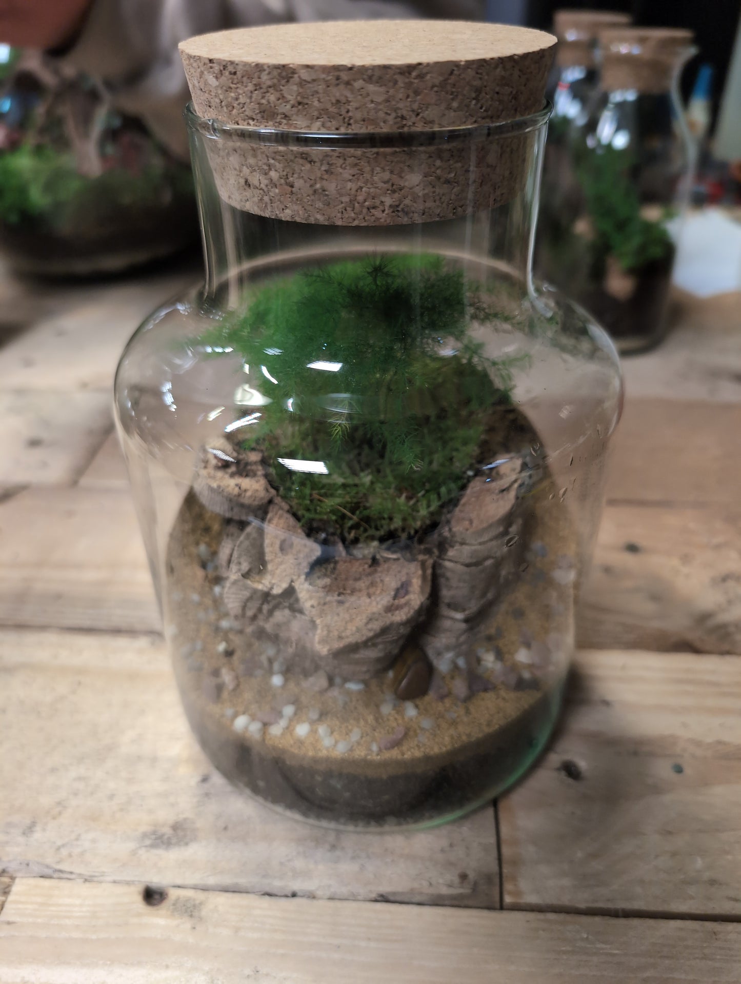 Ready-made Terrarium - 'Joker'