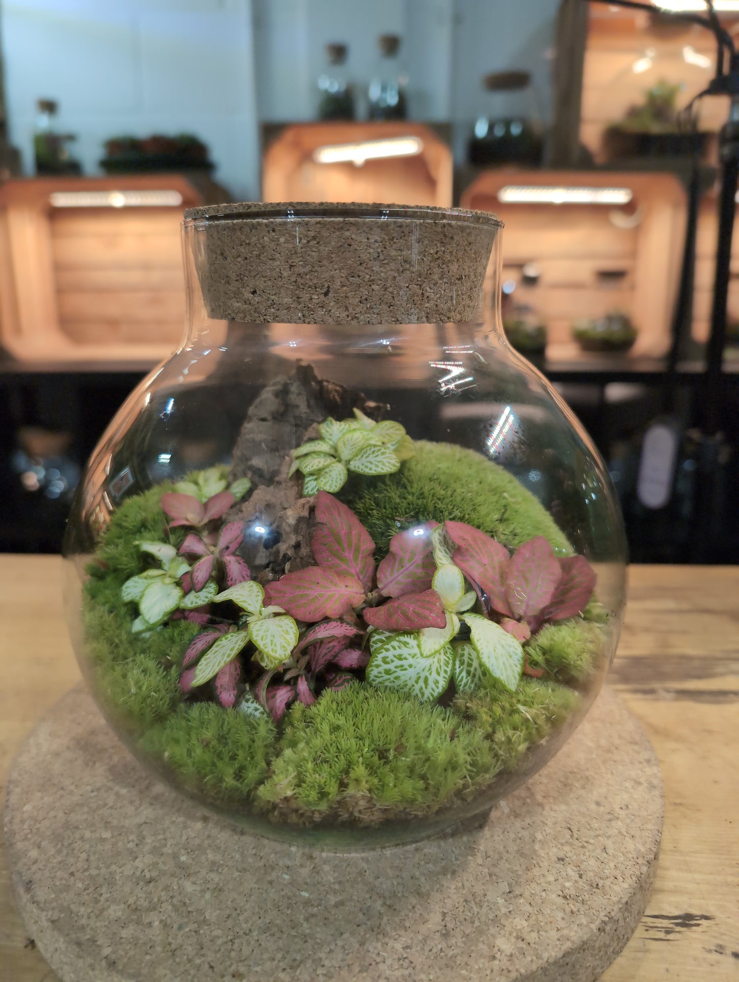 Ready-made Terrarium – George Jar