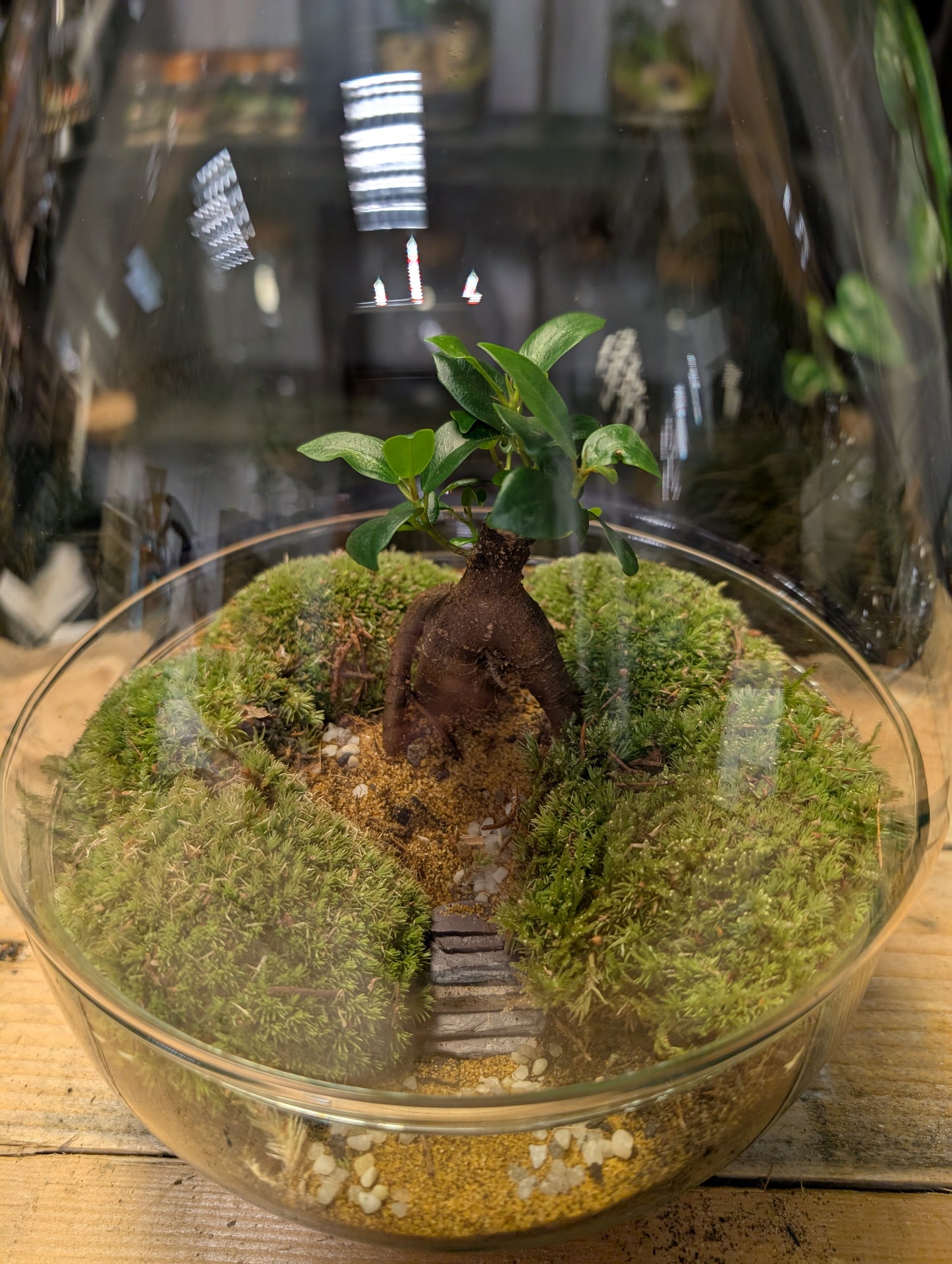 Ready-made Terrarium - 'Eggbert'