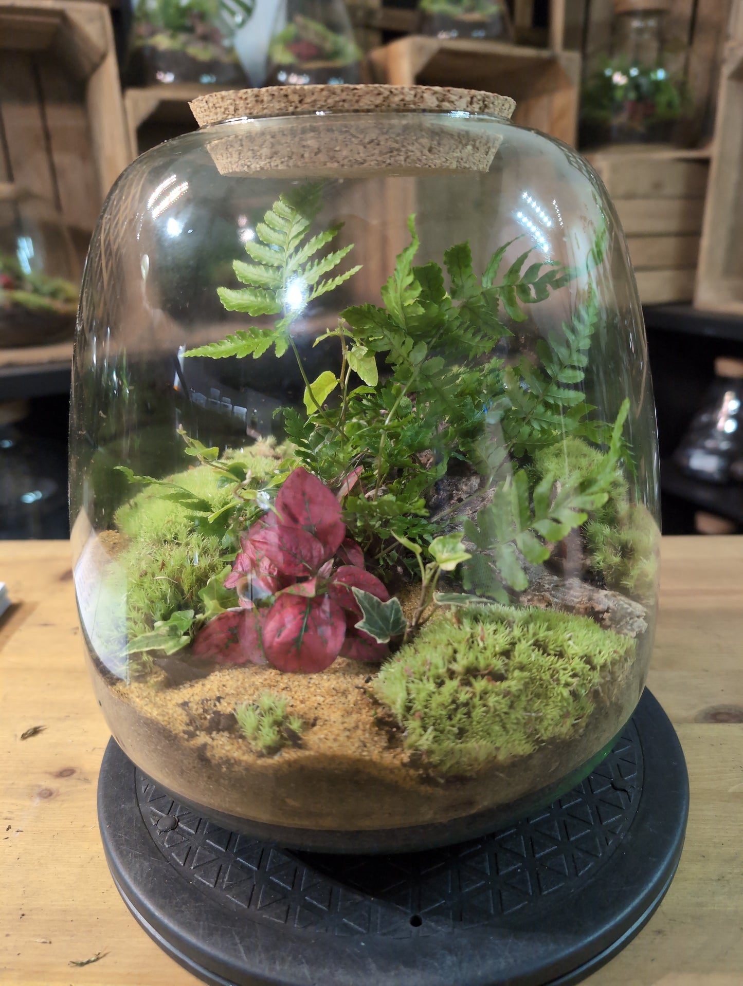 Premade Terrariums