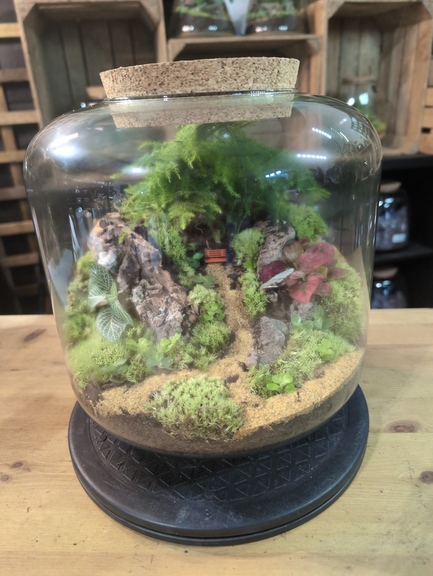 Premade Terrariums