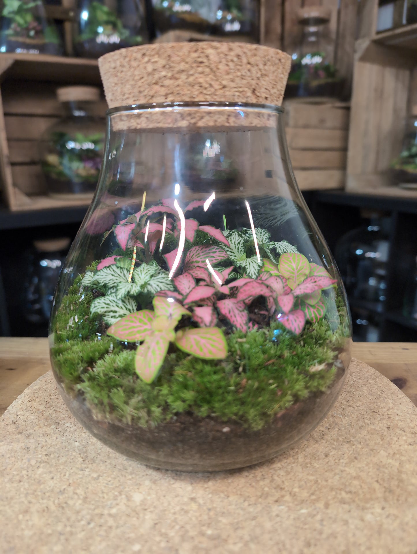 Ready-made Terrarium – Fran Jar