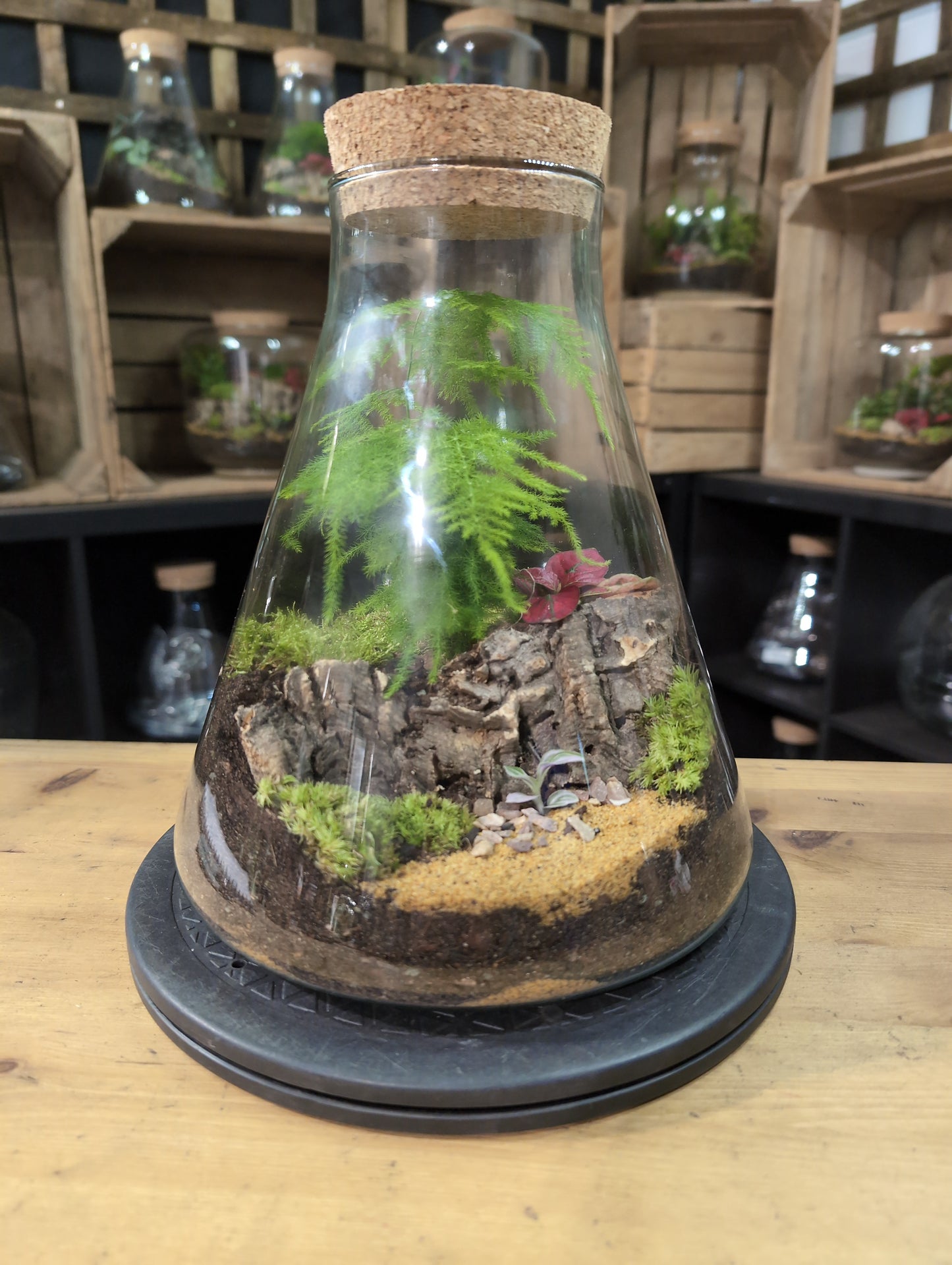 Premade Terrariums