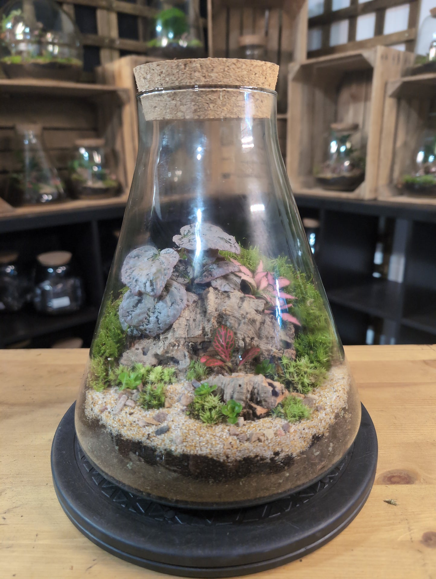 Premade Terrariums