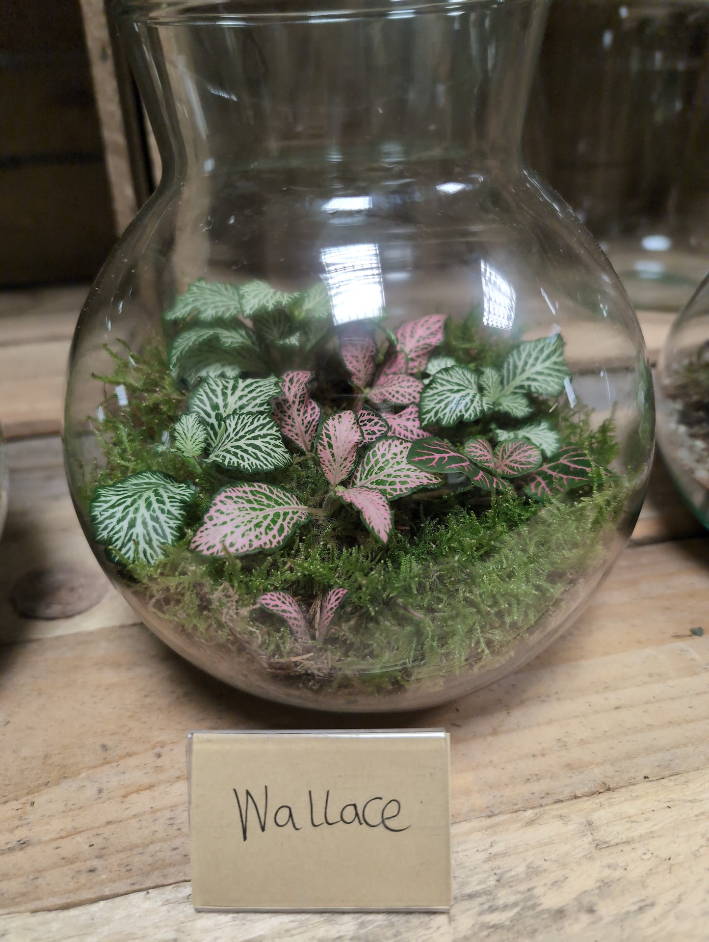 Medium Ready-made Terrarium - 'Wallace'
