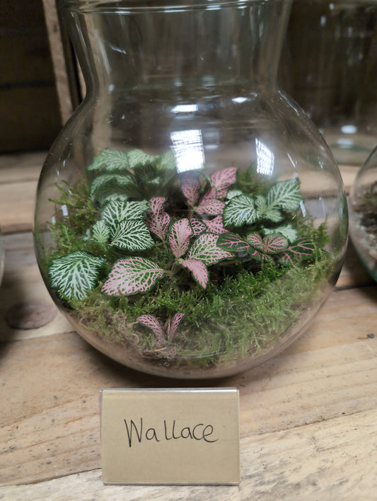 Medium Ready-made Terrarium - 'Wallace'