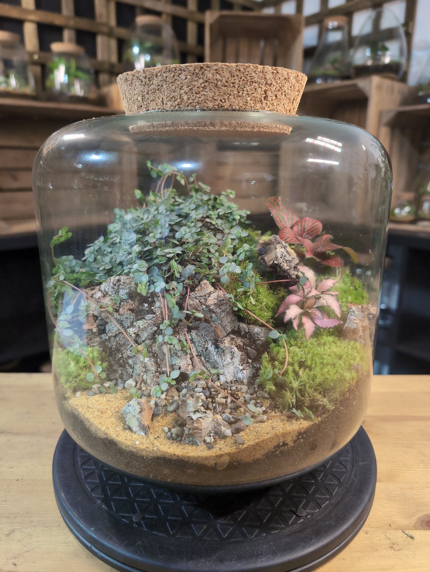 Premade Terrariums