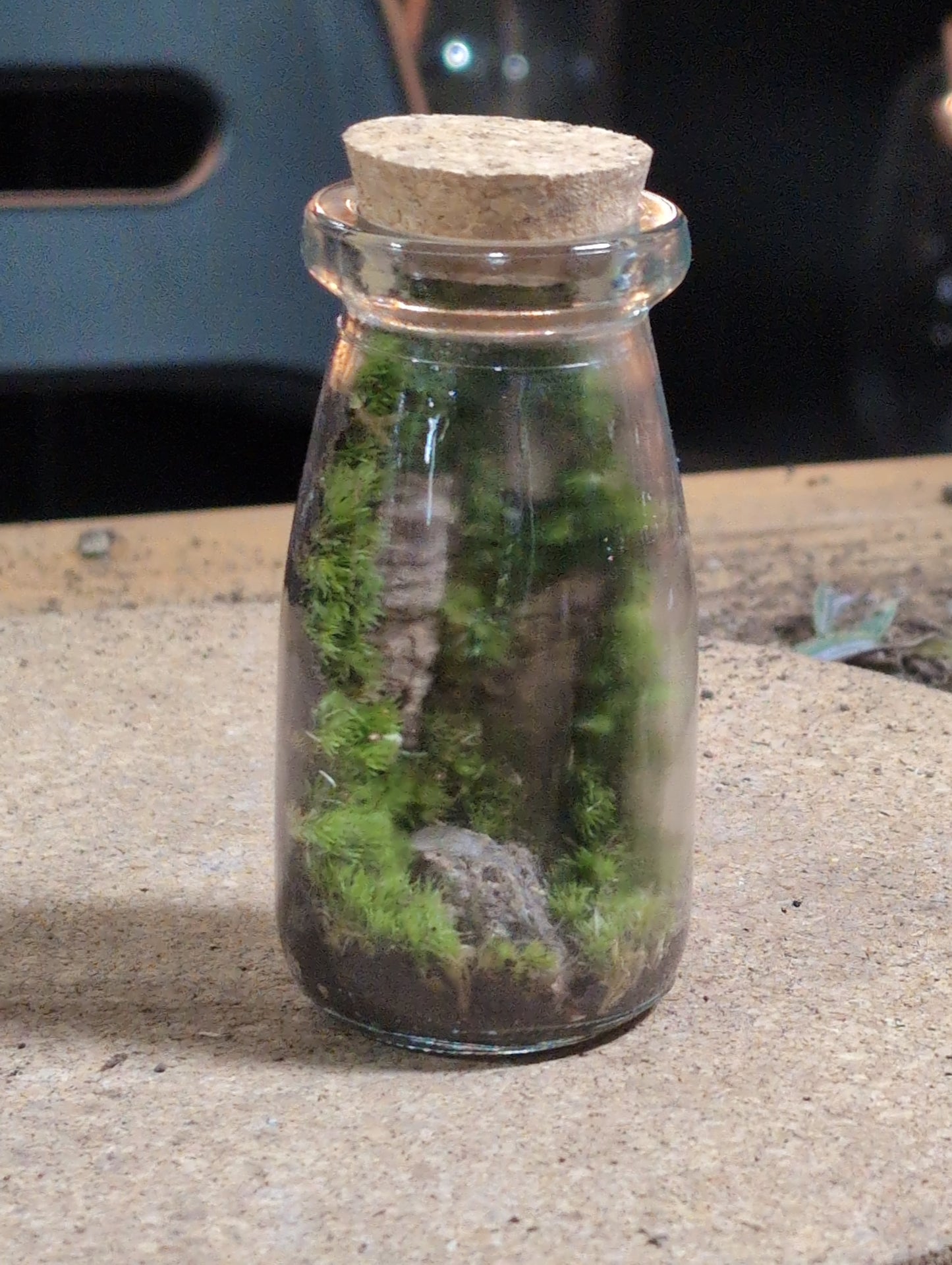 Ready-made Terrarium - Terry