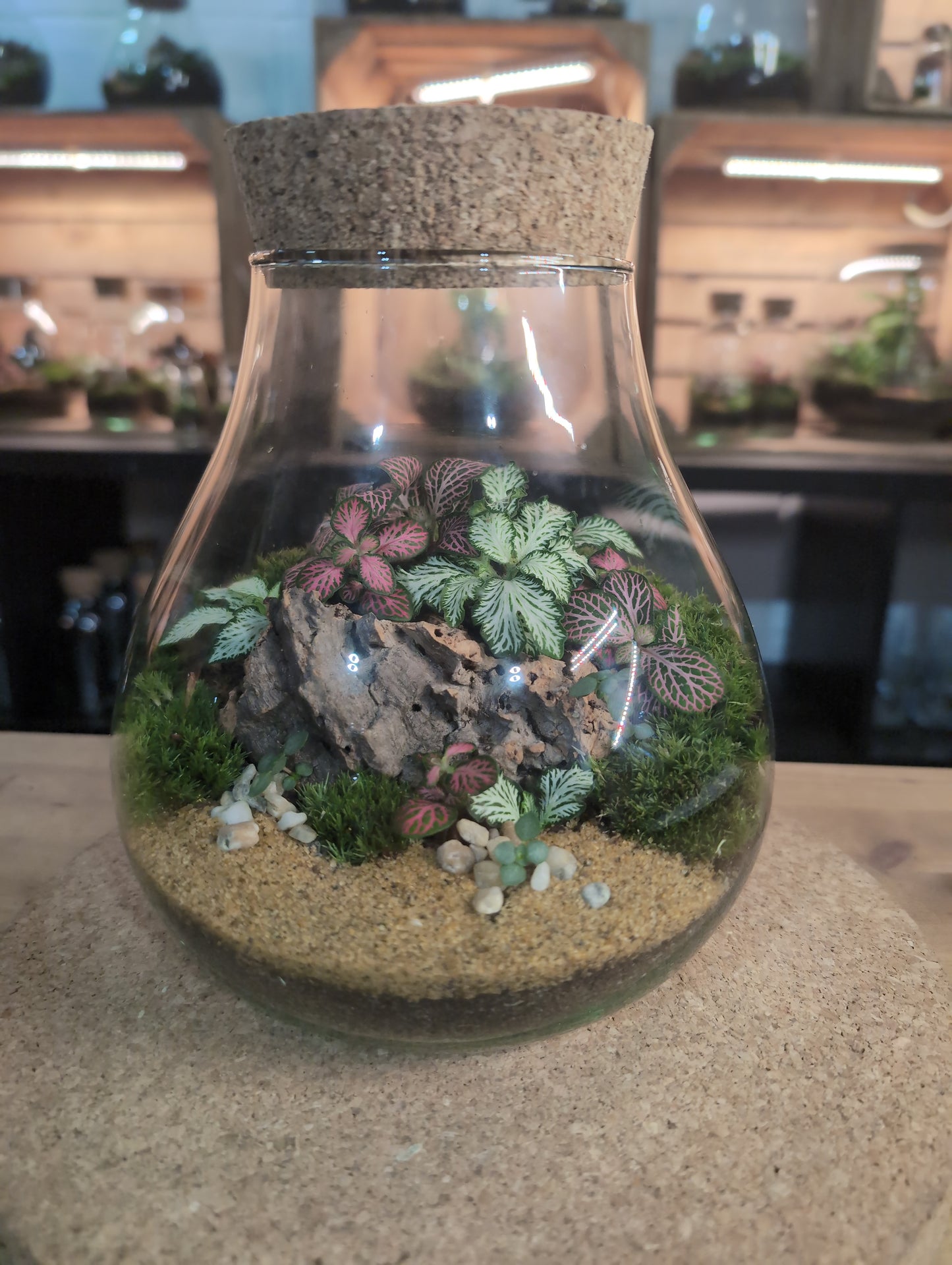 Ready-made Terrarium – Fran Jar