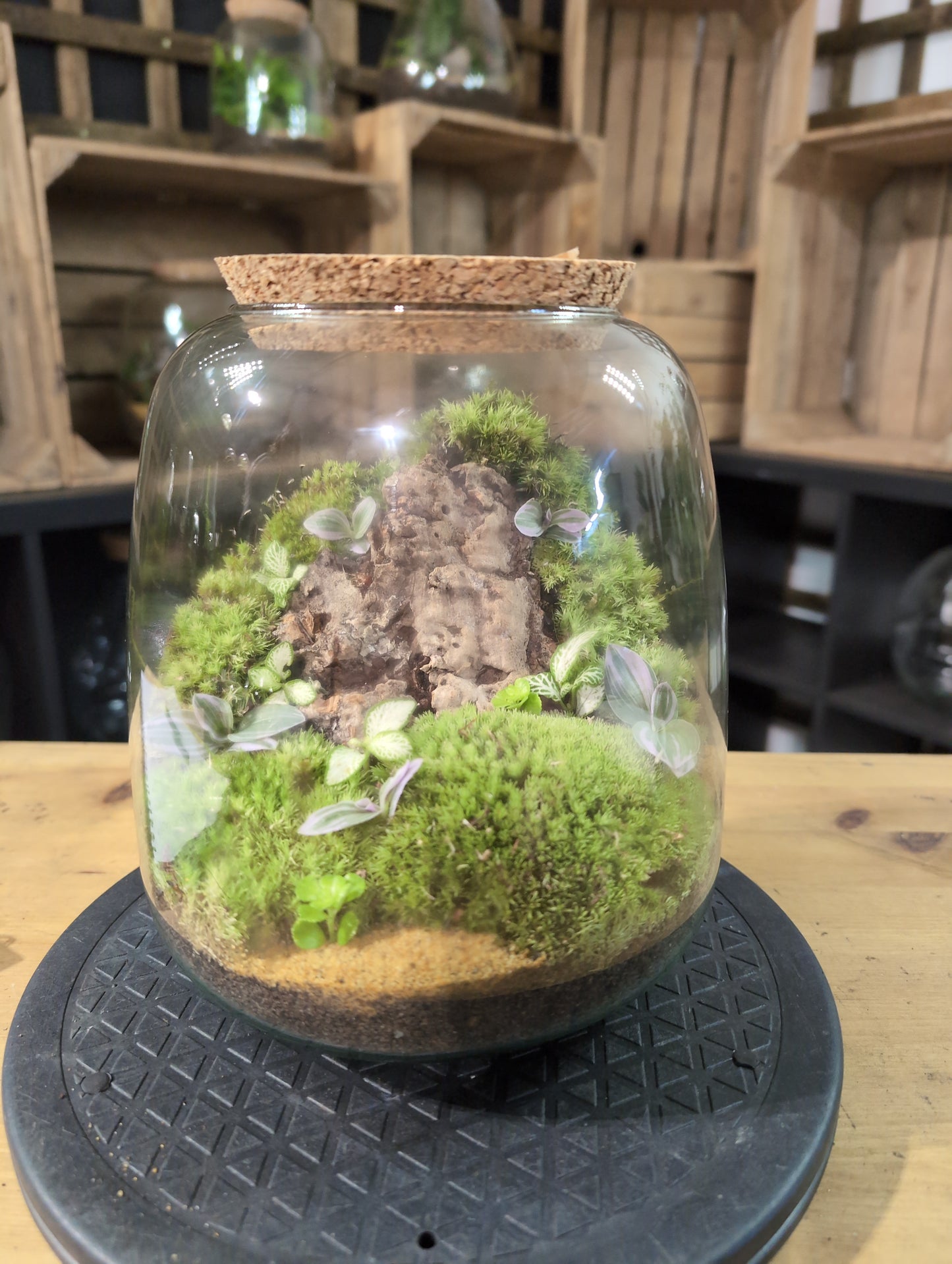 Premade Terrariums