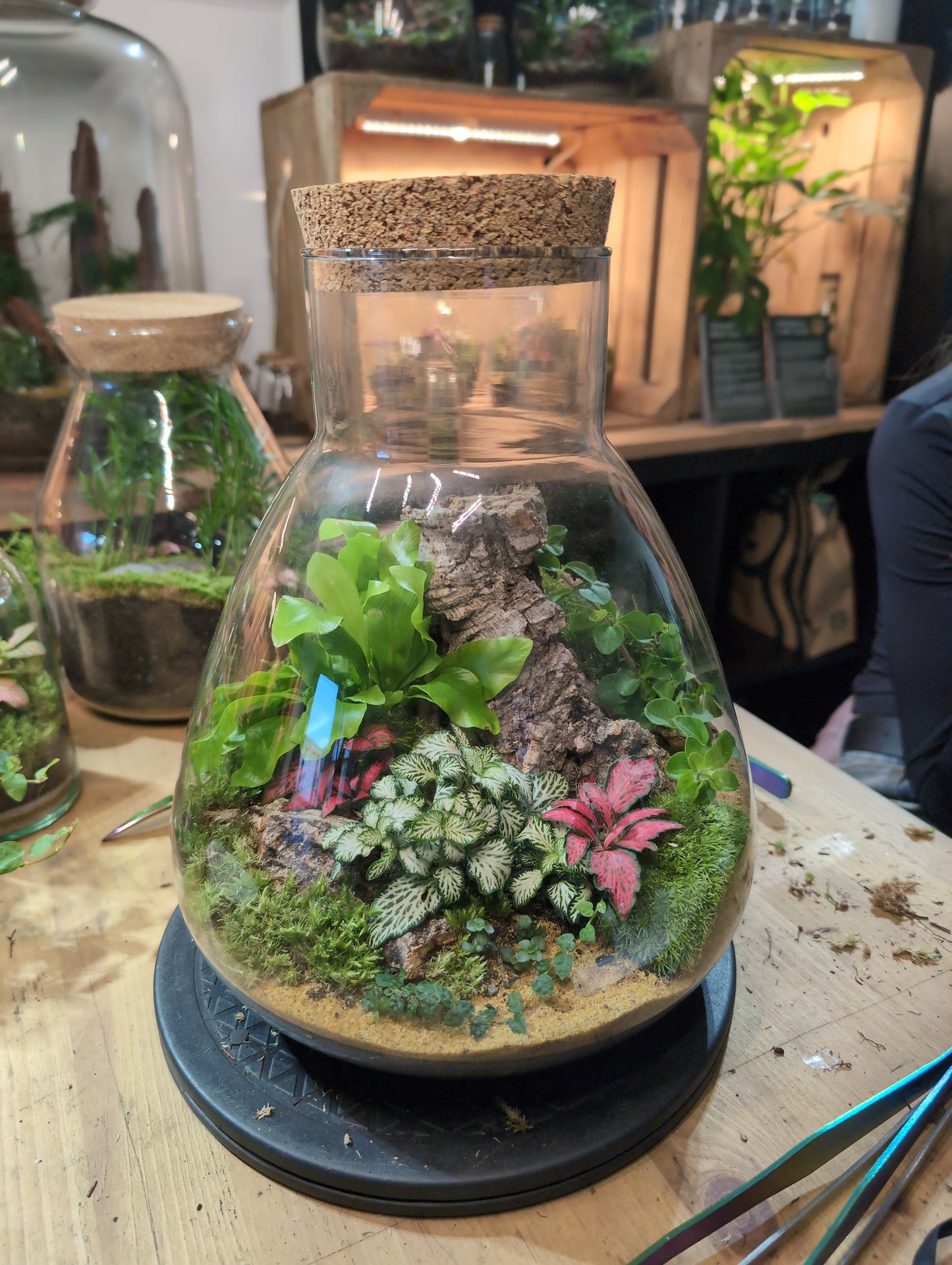 Ready-made Terrarium – Bruce Jar