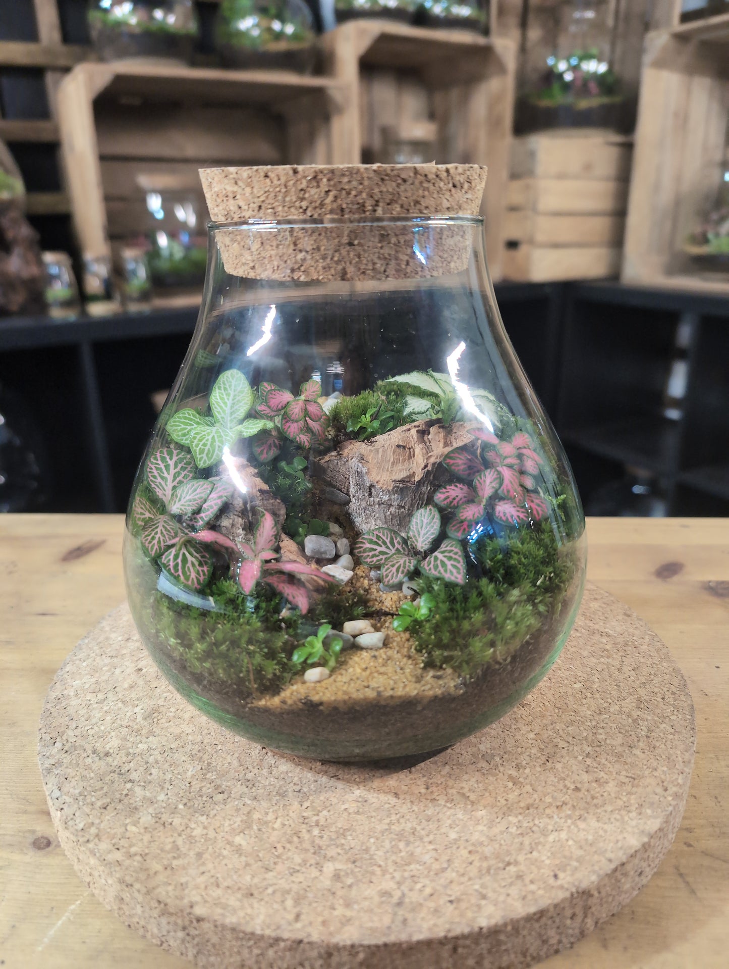 Ready-made Terrarium – Fran Jar