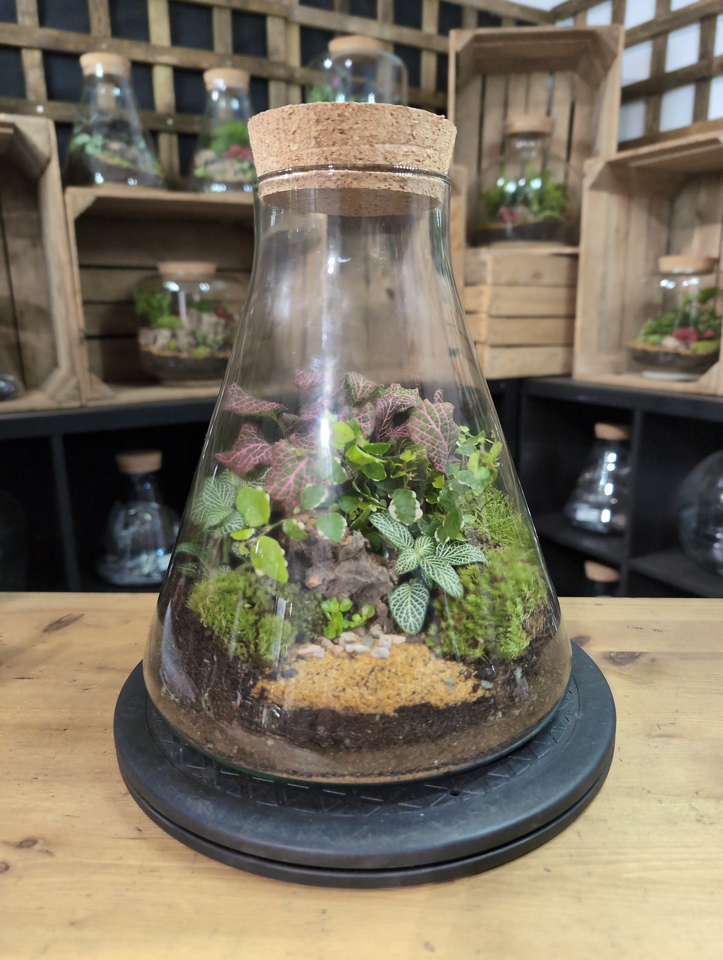 Premade Terrariums