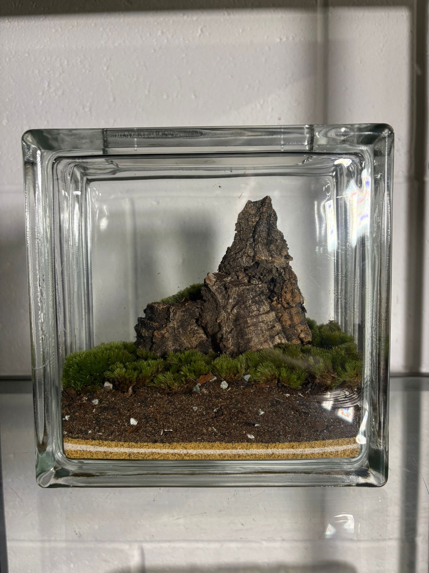 Mt. Matt - Ready Made Terrarium