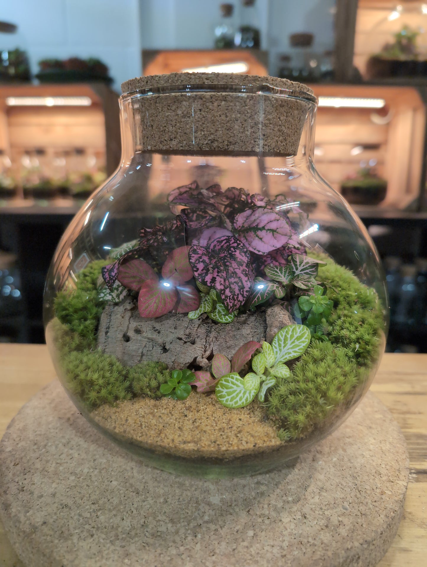 Ready-made Terrarium – George Jar