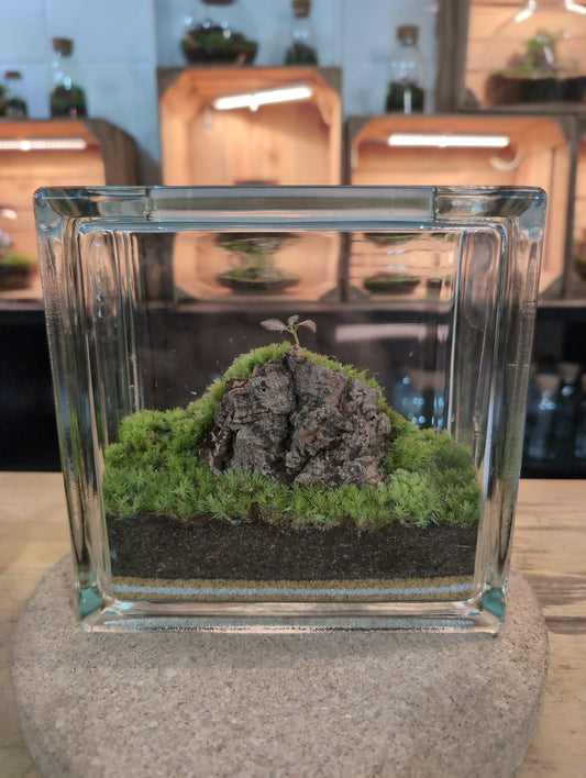 Ready-made Terrarium – Unique Jar