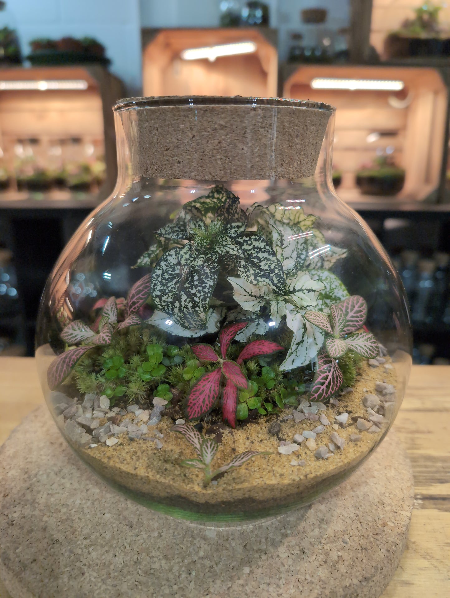 Ready-made Terrarium – George Jar