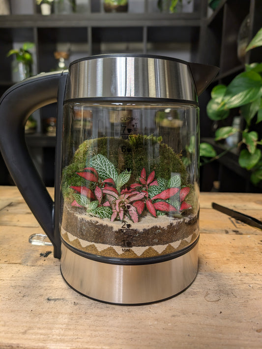 Ready Made Terrarium - 'Kyle the Kettle'