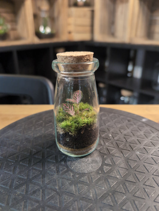 Mini Milk - Premade Terrarium