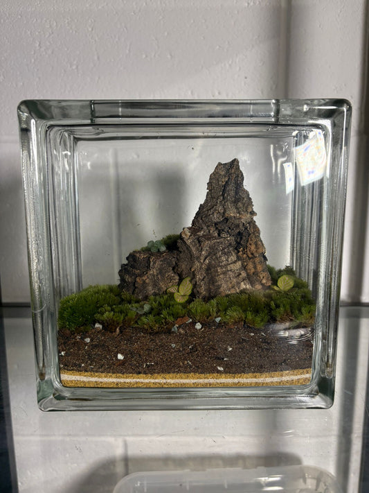 Mt. Matt - Ready Made Terrarium
