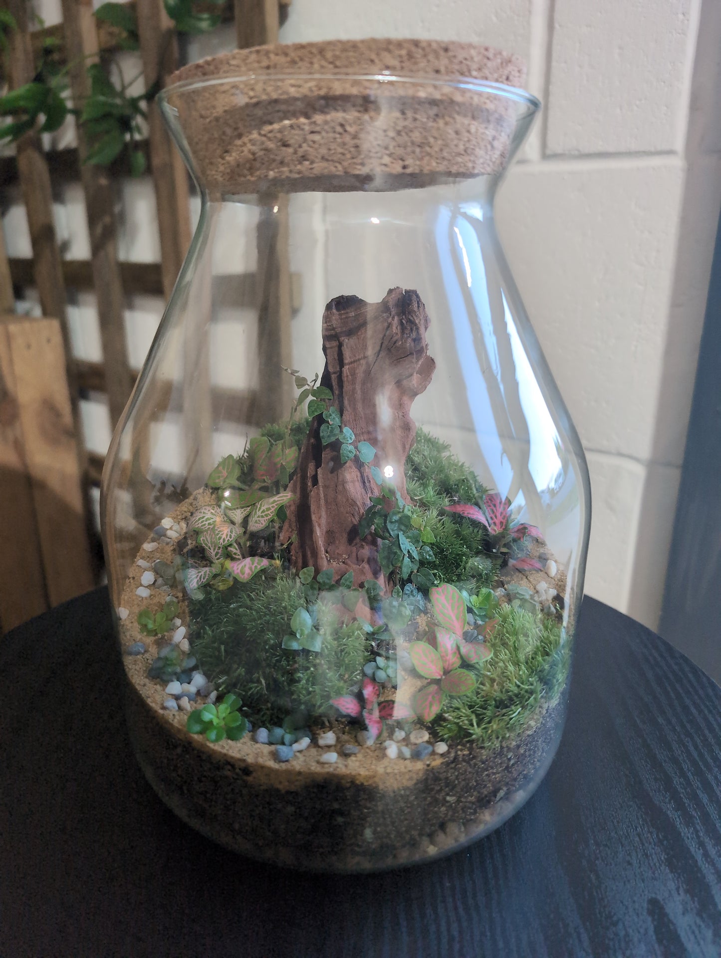 Ready-made Terrarium – Jamie Jar