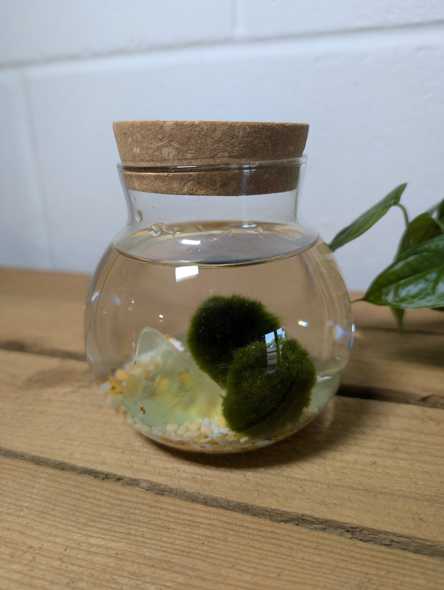Moss Ball Linzi Kit
