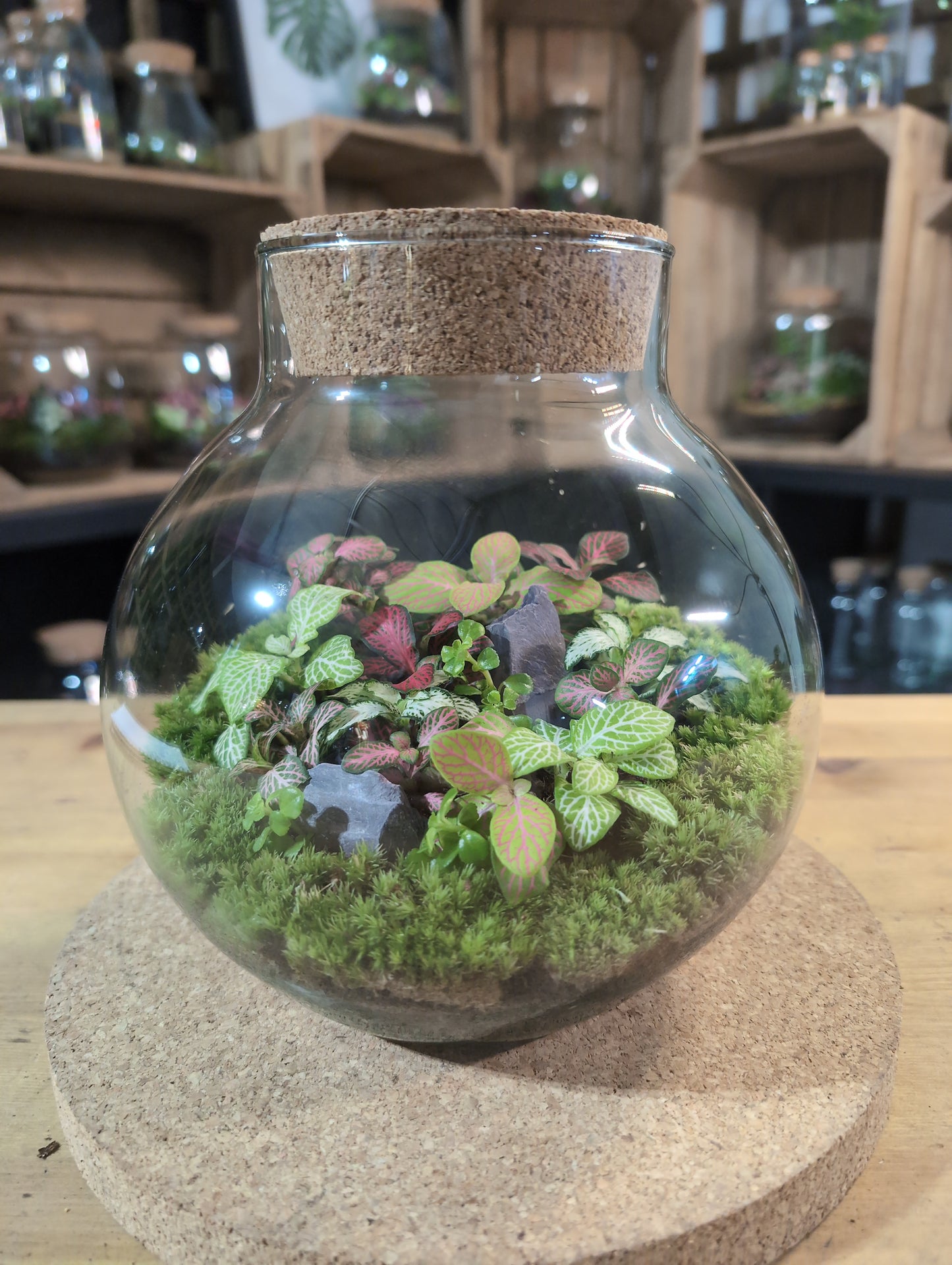 Ready-made Terrarium – George Jar