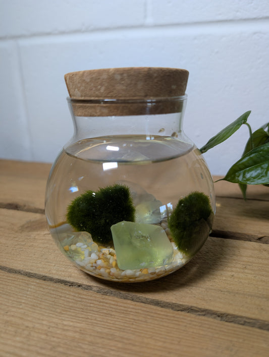 Moss Ball Linzi Kit
