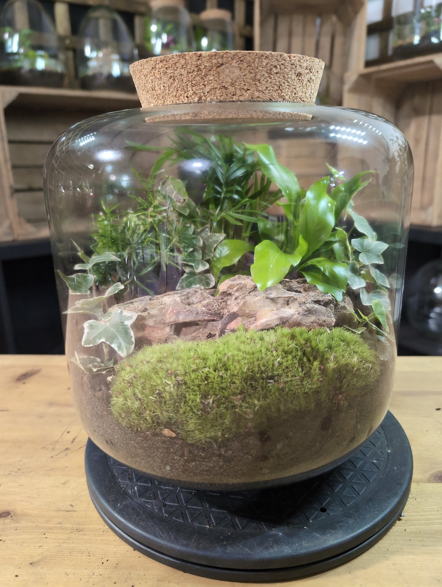 Premade Terrariums