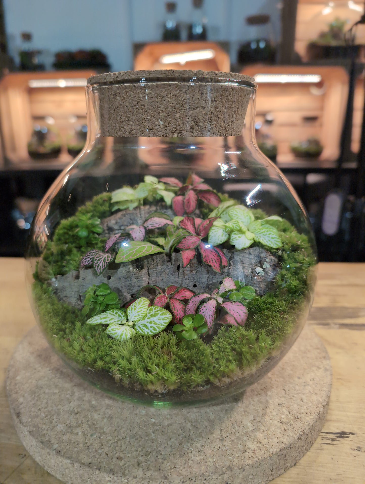 Ready-made Terrarium – George Jar