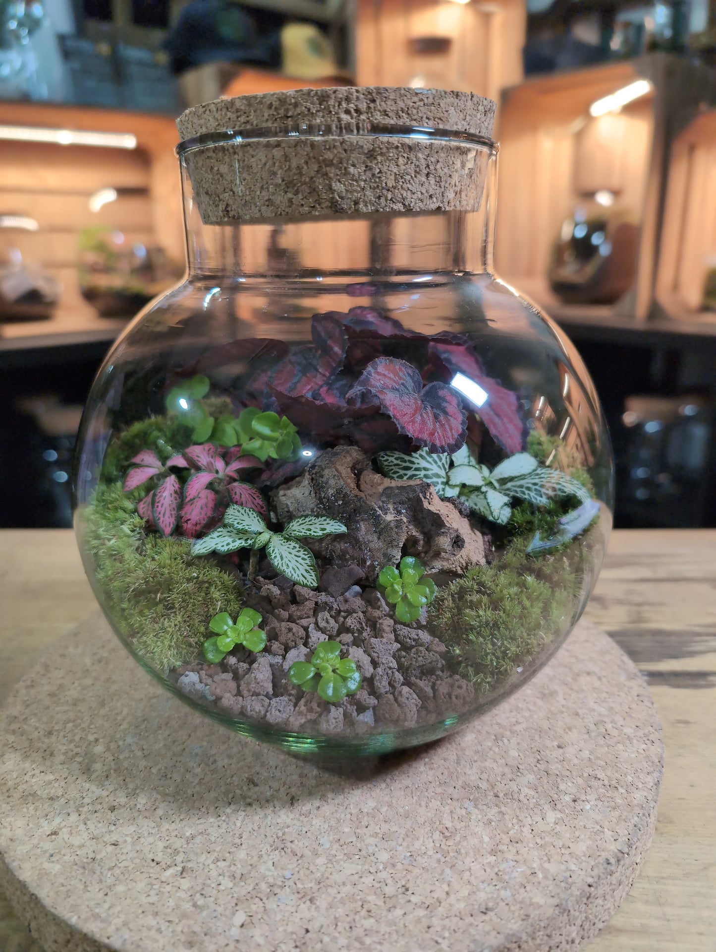 Ready-made Terrarium – George Jar