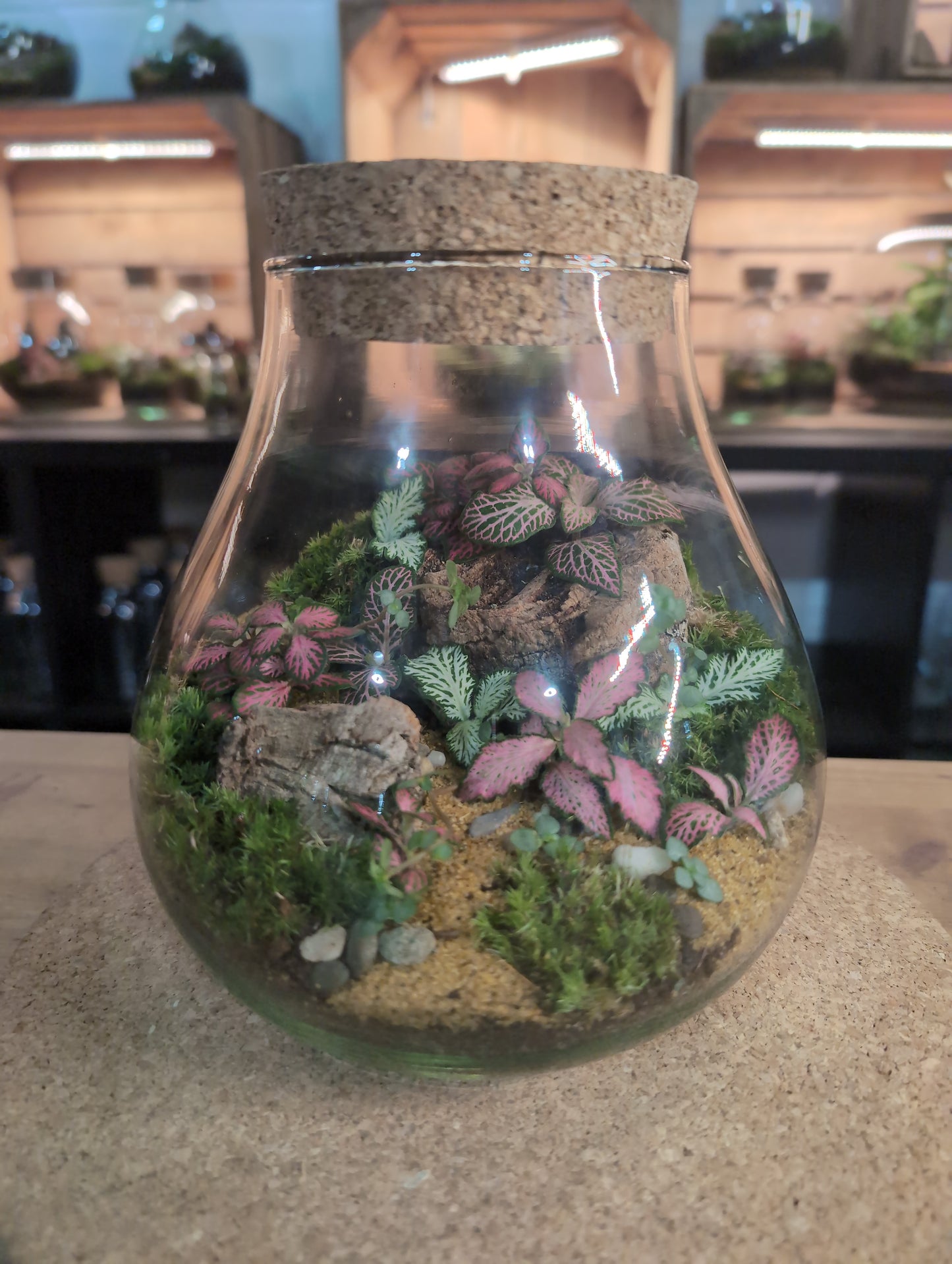Ready-made Terrarium – Fran Jar