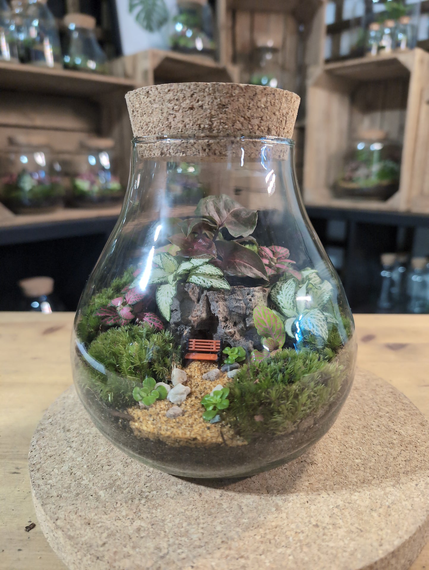 Ready-made Terrarium – Fran Jar