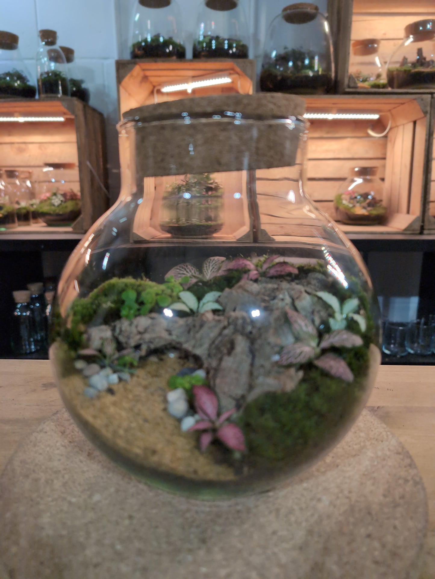 Ready-made Terrarium – George Jar
