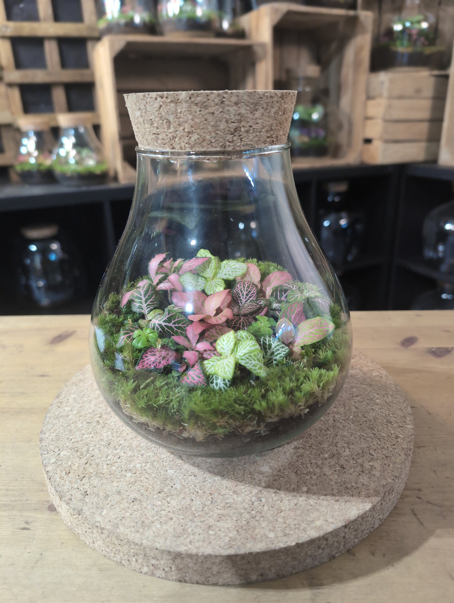 Ready-made Terrarium – Fran Jar