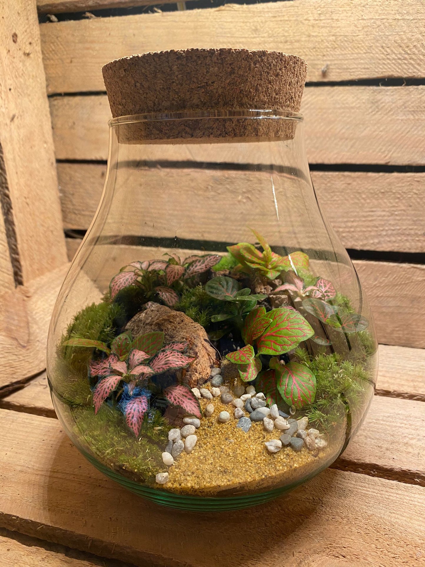 Ready-made Terrarium – Fran Jar