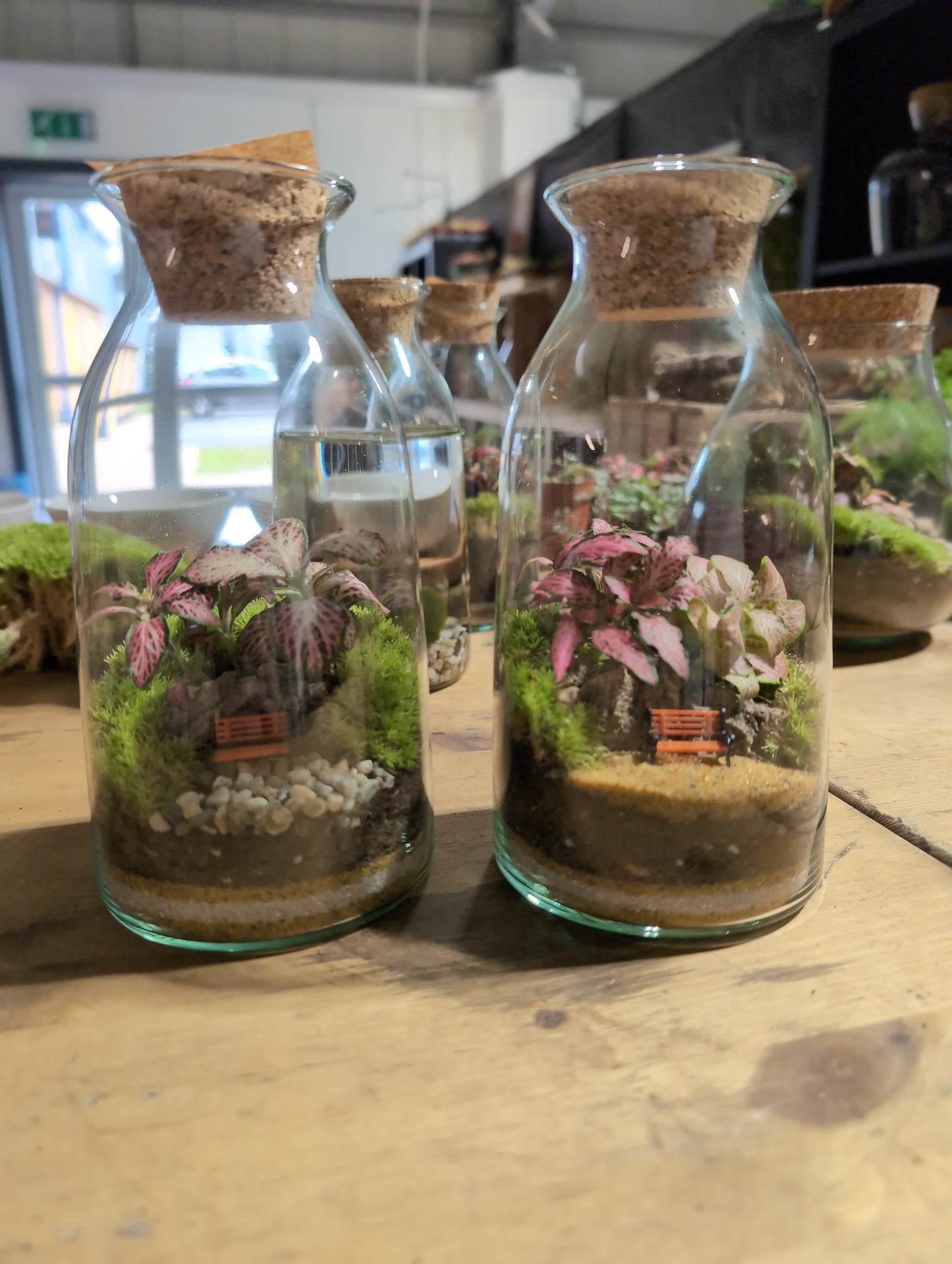 Ready-made Terrarium – Chloe Jar