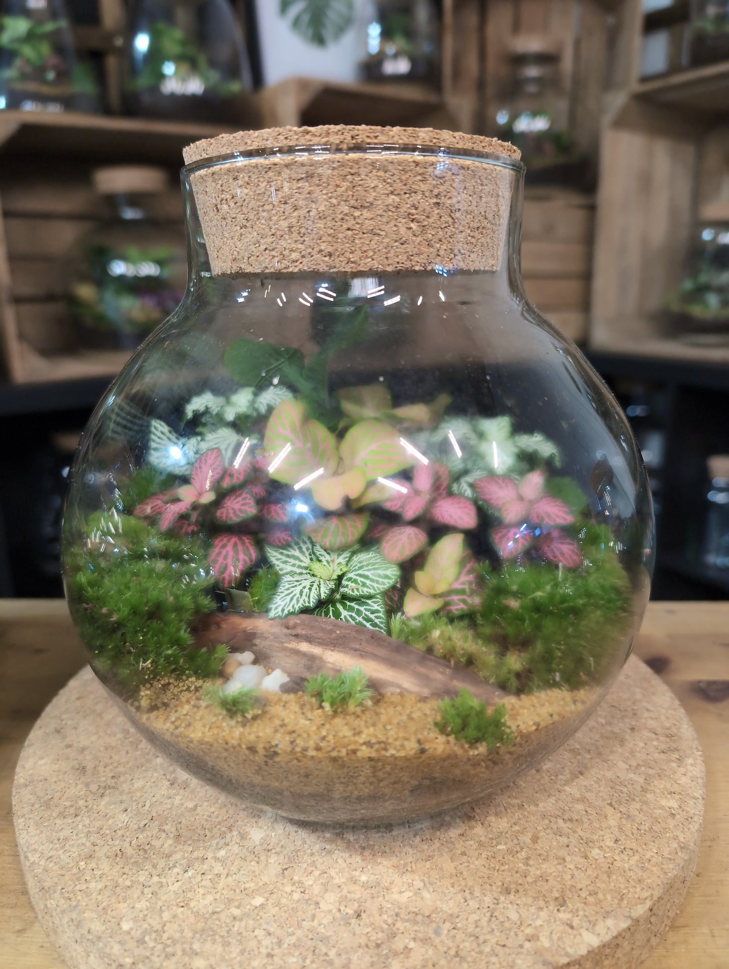 Ready-made Terrarium – George Jar