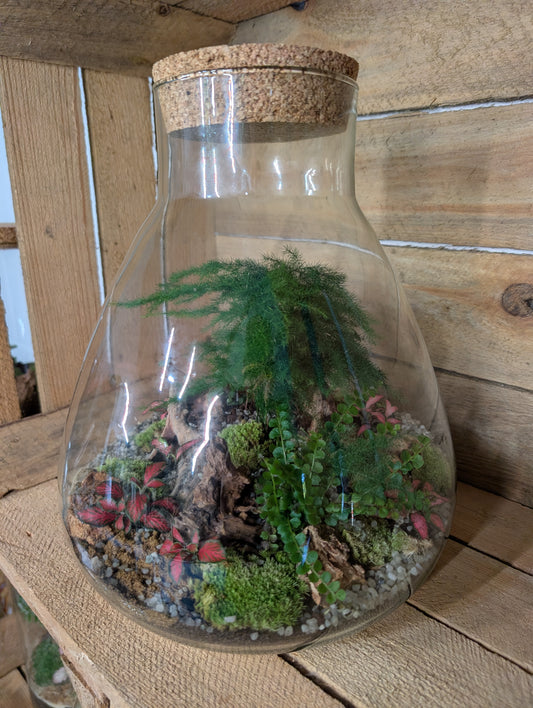Ready-made Terrarium - 'Bruce'