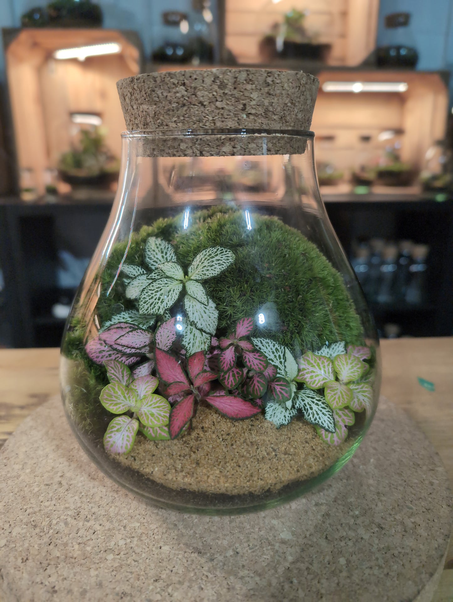 Ready-made Terrarium – Fran Jar