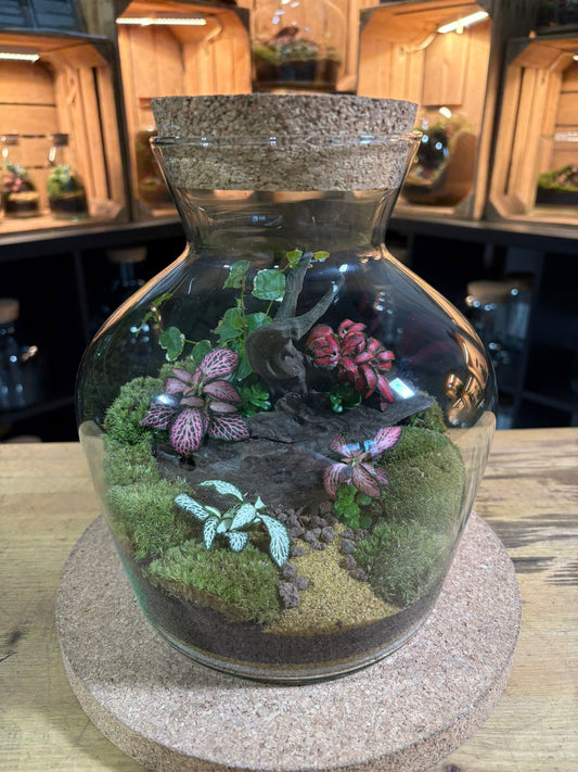 Ready-made Terrarium – Daria Jar